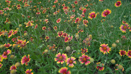 A wide field of yellow and pink flowers