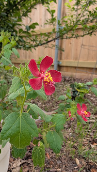 A red flower blooming in a garden